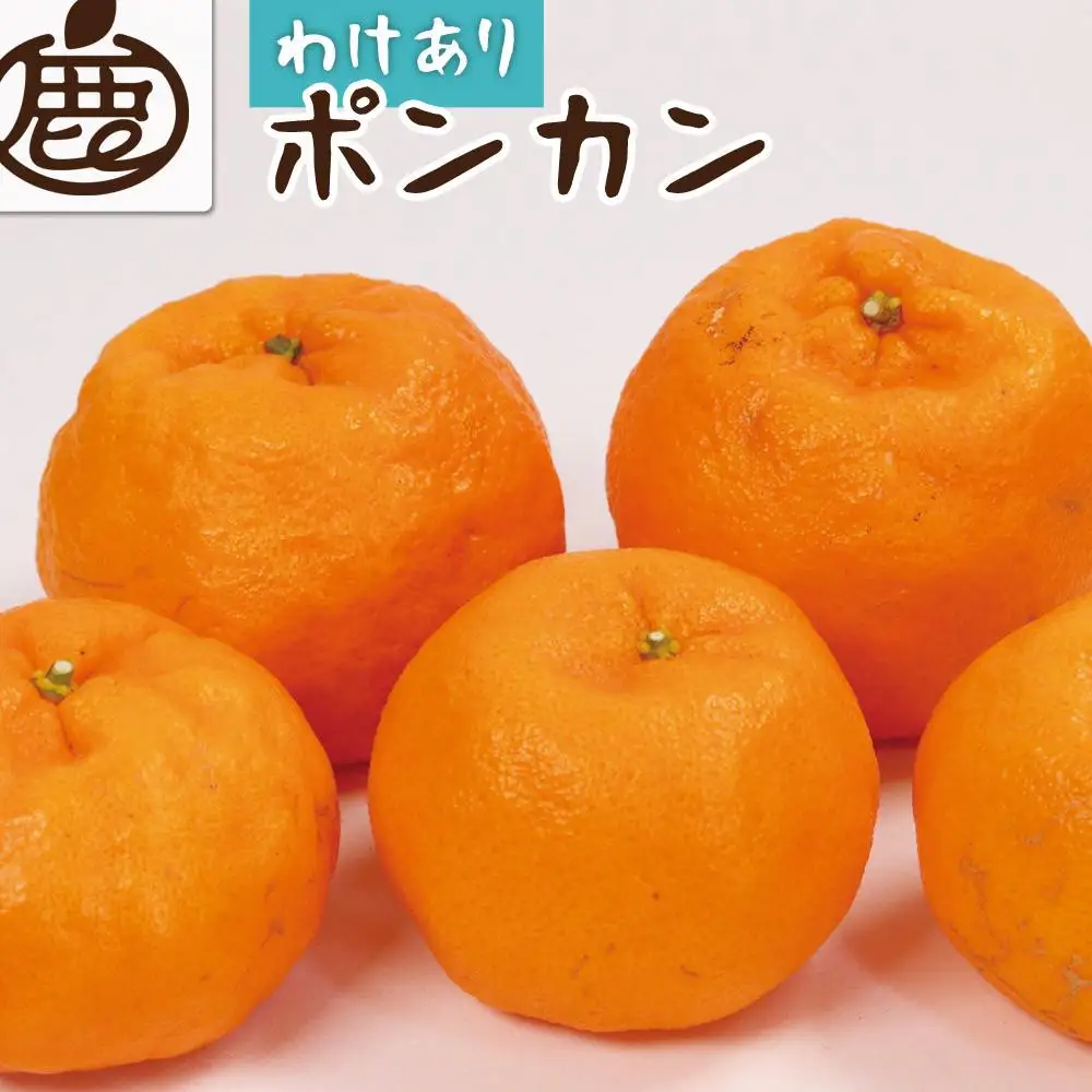［先行予約］家庭用 ポンカン10kg+250g（傷み補償分）［IKE258］