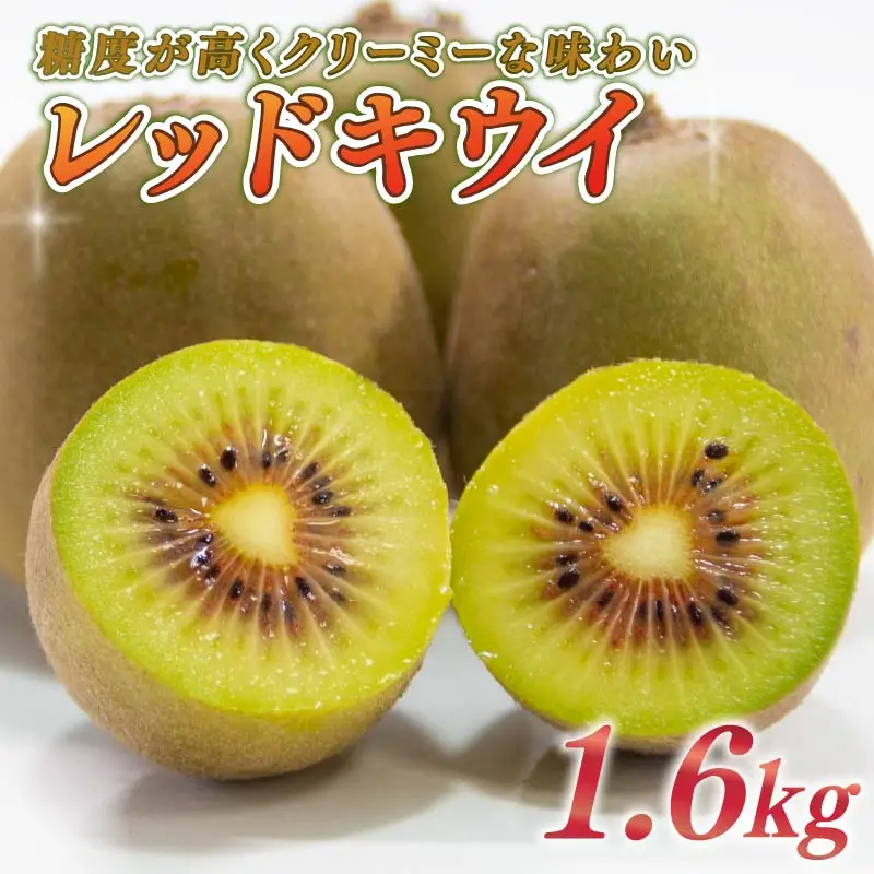 【期間限定】レッドキウイ 1.6kg レッド きうい 国産 落合農園 静岡県 牧之原市