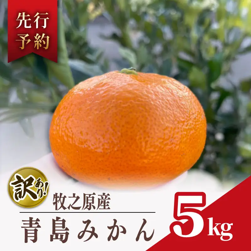 【 訳あり みかん 】 青島 みかん 5kg オレンジ みかん
