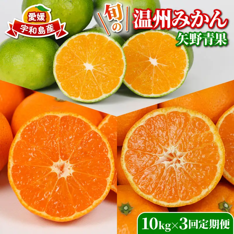 旬の 温州みかん 10kg × 3回 定期便 矢野青果 準贈答用 極早生 宮川早生 南柑20号 みかん mikan 愛媛みかん 愛媛ミカン 愛媛蜜柑 果物 くだもの フルーツ 濃厚 甘い 甘味 さっぱり 酸味 蜜柑 産地直送 数量限定 国産 愛媛 宇和島 B072-171028