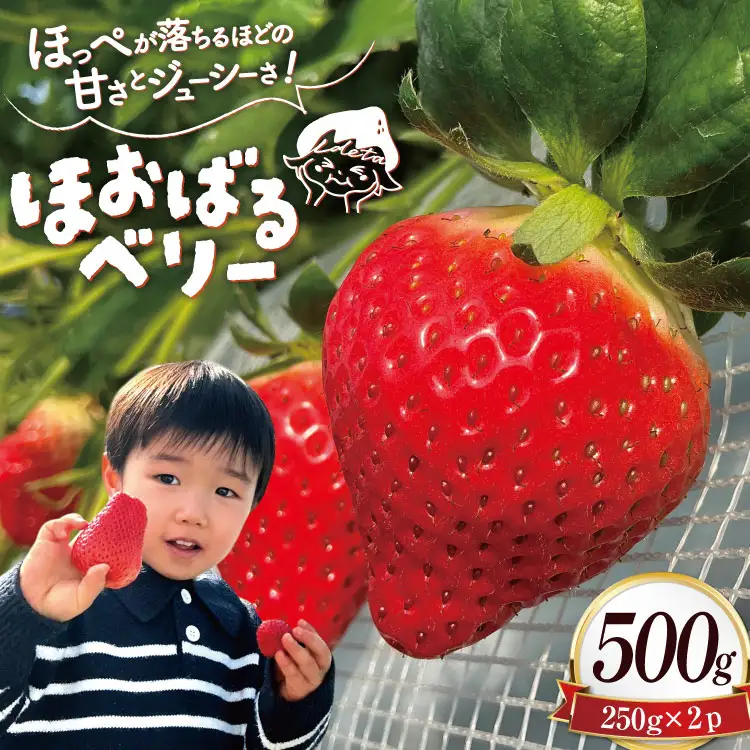 BJ437 【2026年12月発送開始】 いちご ほおばるベリー 約 500g ( 250g 2パック ) 