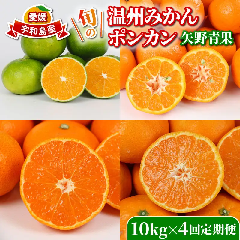 旬の 温州みかん ポンカン 10kg × 4回 定期便 矢野青果 準贈答用 極早生 宮川早生 南柑20号 ぽんかん みかん mikan 愛媛みかん 愛媛ミカン 愛媛蜜柑 果物 くだもの フルーツ 濃厚 甘い 甘味 さっぱり 酸味 蜜柑 産地直送 数量限定 国産 愛媛 宇和島 B096-171030