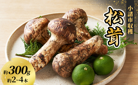 松茸 約300g 約2～4本 きのこ 野菜 国産 秋の味覚 冷蔵 冷蔵配送