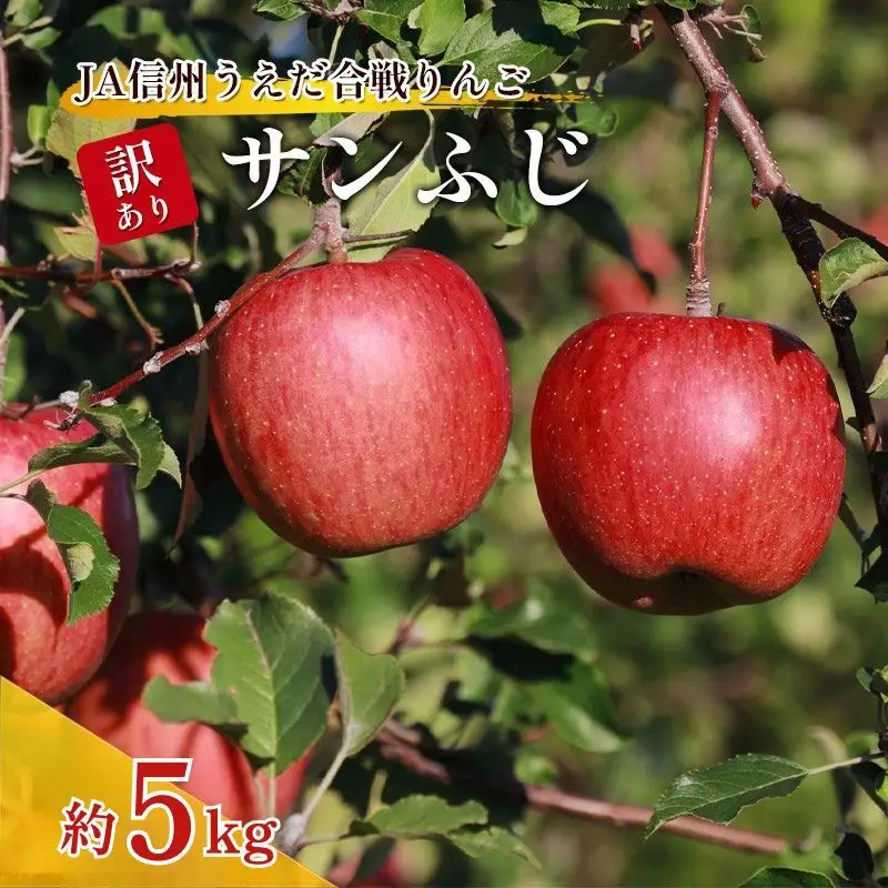 訳あり りんご JA信州うえだ 合戦りんご サンふじ 約5kg（10玉～20玉） リンゴ 林檎 ふじ 果物 くだもの フルーツ 信州 長野 離乳食 訳アリ わけあり 傷