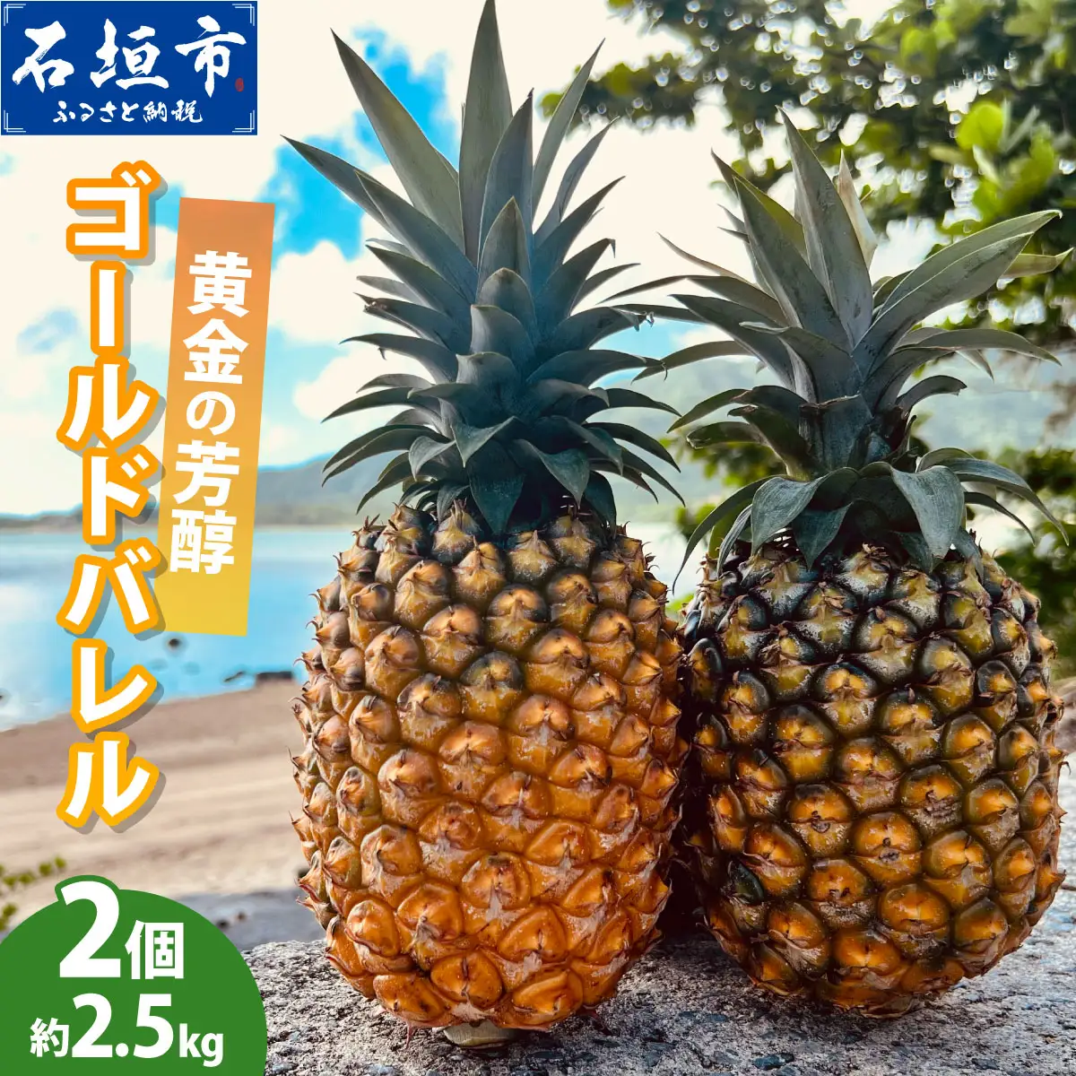 【先行予約】黄金の芳醇 ゴールドバレル 2玉 約2.5kg 