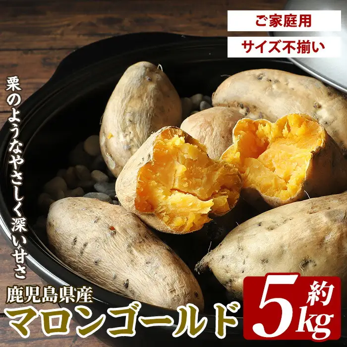 鹿児島県産マロンゴールド約5kg JAいぶすき IB063-003 さつまいも さつまいも