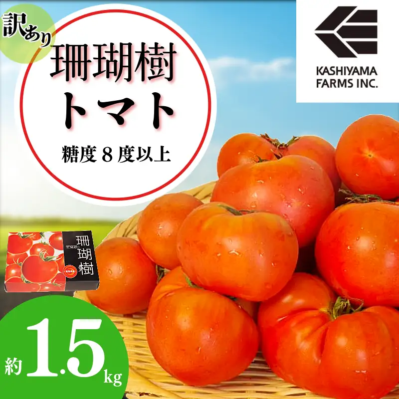 【2027年先行予約】 訳あり フルーツトマト 珊瑚樹 約1.5kg 2026年5月発送 トマト