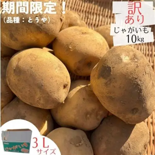 産地直送!訳ありお芋屋さんのBigじゃがいも(品種:とうや)10kg_訳あり じゃがいも 産地直送 大容量_【配送不可地域：離島・沖縄県】【1645283】