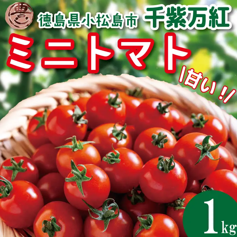 【2027年3月発送】 ミニトマト 千紫万紅 国産 1kg ミニトマト
