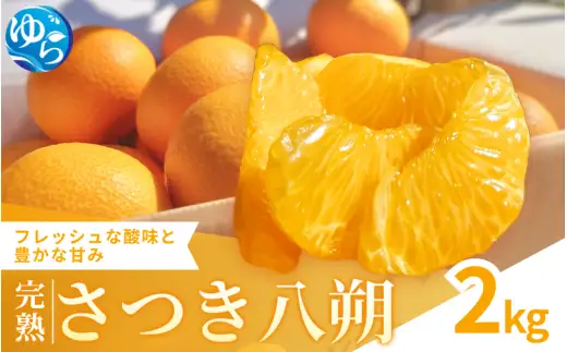 完熟さつき八朔 2kg / はっさく 柑橘 由良町 果物 フルーツ 産地直送 和歌山 ※3月上旬～4月上旬頃に順次発送予定【kzmn022-r-2A】