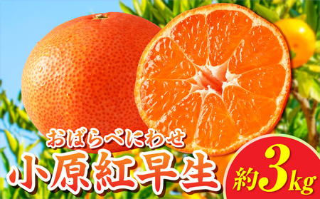 【先行受付】小原紅早生みかん約3.0kg【香川県共通返礼品】 | 小原紅早生 甘い みかん ミカン 柑橘 柑橘系 果物 フルーツ 青果 デザート グルメ おすすめ 贈答 贈り物 贈答用 ギフト プレゼント 特産品 特産 取り寄せ 香川県 三木町 |_mk006-054