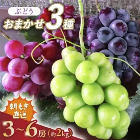 2026年発送  朝もぎ直送!!過保護に育った葡萄ぶどう『おまかせ3種』3～6房(約2kg)【配送不可地域：離島】【1643715】