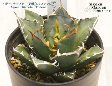 アガベ・チタノタ 「三叉戟（トライデント）」 3.5号鉢 数量限定 四国ガーデン 人気 多肉植物 インテリア 観葉植物 グリーン リラックス ｜B445