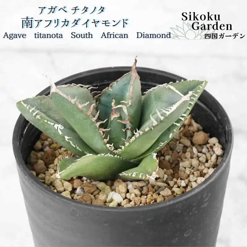 アガベ・チタノタ 「南アフリカダイヤモンド」 3.5号鉢 数量限定 四国ガーデン 人気 多肉植物  四国ガーデン 人気 観葉植物 グリーン リラックス ｜D49