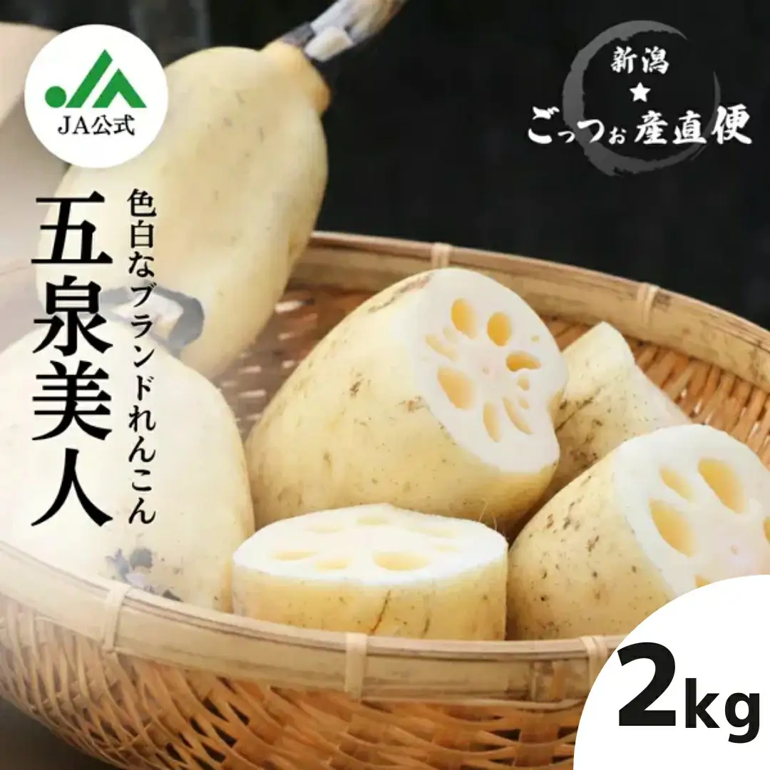 早掘り 美白れんこん「五泉美人」2kg 夏季限定 | 新潟県 れんこん