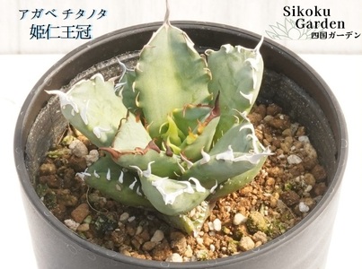 アガベ・チタノタ 「姫仁王冠」 3.5号鉢 四国ガーデン 人気 多肉植物 インテリア 観葉植物 グリーン リラックス｜B449