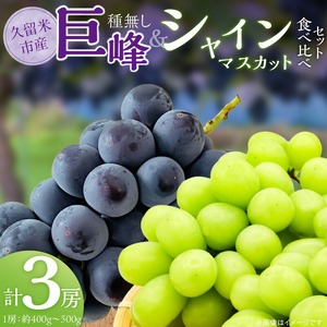 食べ比べ種無し巨峰とシャインマスカット　計3房_種無し巨峰 2房 シャインマスカット 1房 約1.2kg 計3房 食べ比べ セット 種なし 巨峰 食べやすい マスカット 大粒 濃厚 甘い ぶどう 果物 フルーツ 果実 農家直送 冷蔵 旬の味覚 お取り寄せグルメ お取り寄せ グルメ 福岡県 久留米市 送料無料 〔Fg017〕