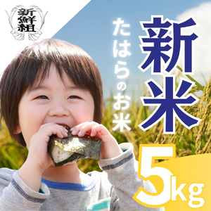 【令和8年産先行予約】新米 5kg たはらのお米