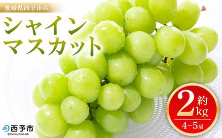 ＜シャインマスカット 約2kg＞ 果物 くだもの フルーツ ぶどう 葡萄 ブドウ シャインマスカット しゃいんますかっと 4～5房 大粒 糖度 極上 種なし 甘い 皮ごと 特産品 ファームNINOMIYA 愛媛県 西予市【冷蔵】『2026年8月下旬～9月中旬迄に順次出荷予定』UFM0006