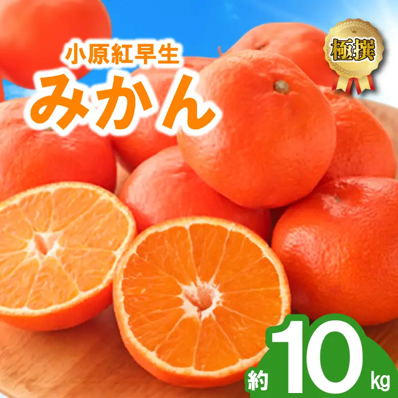 先行予約 みかん 蜜柑 約10kg 小原紅早生 小原紅早生みかん さぬき紅 金時紅 柑橘 オレンジ 11月下旬～12月下旬 配送 香川県 丸亀市