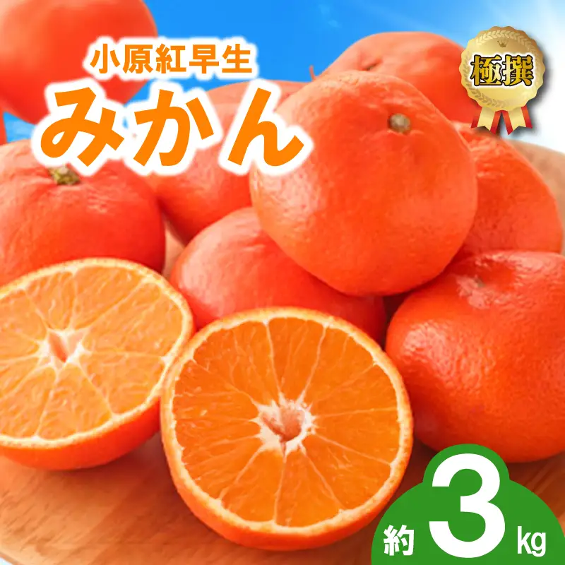 先行予約 みかん 蜜柑 約3kg 小原紅早生 小原紅早生みかん さぬき紅 金時紅 柑橘 オレンジ 11月下旬～12月下旬 配送 香川県 丸亀市