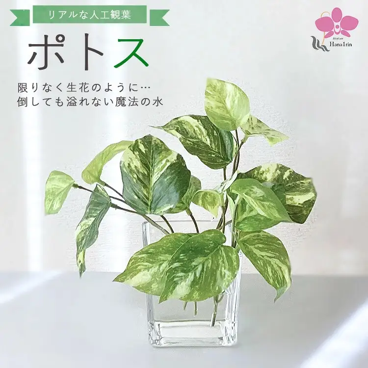 倒してもこぼれないお水 癒しのグリーン「ポトス」光触媒｜観葉アレンジポトス