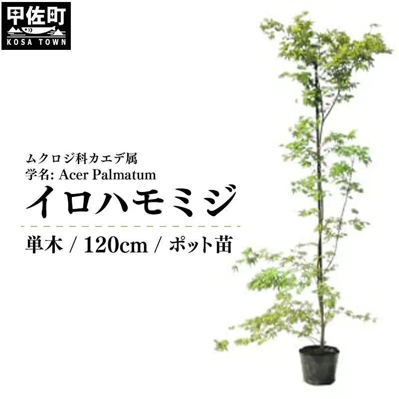 イロハモミジ（伊呂波紅葉）苗木 単木 樹高1.2m前後 ポット苗 シンボルツリー 落葉樹 植木 庭木【価格改定】