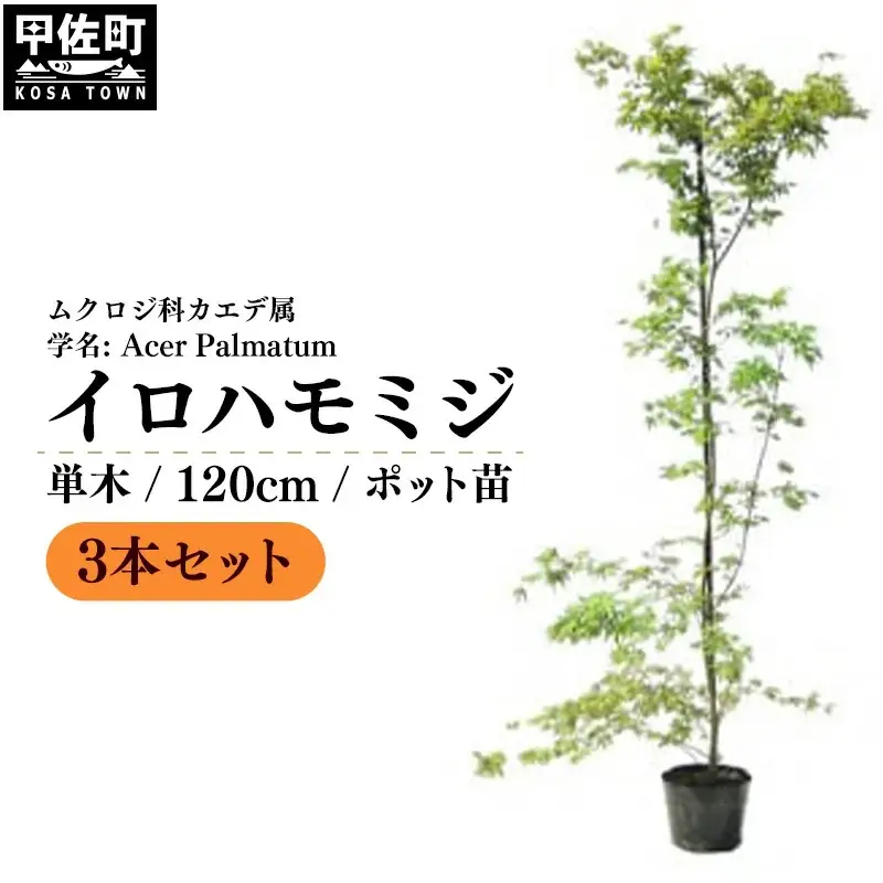 イロハモミジ（伊呂波紅葉）苗木 単木 樹高1.2m前後 3本セット ポット苗 シンボルツリー 落葉樹 植木 庭木【価格改定】