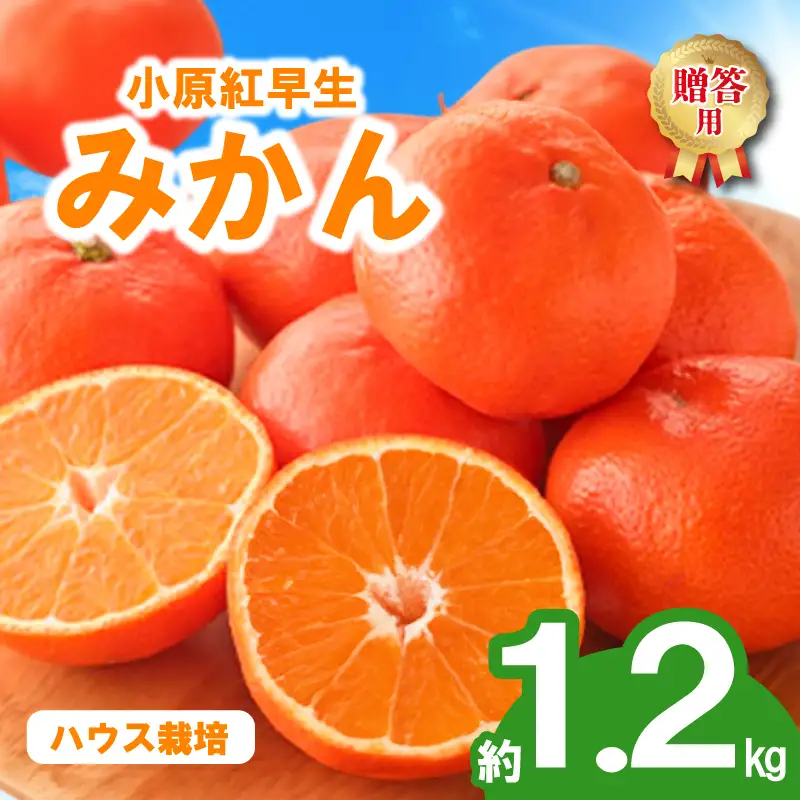 先行予約 みかん 蜜柑 ハウス 約1.2kg 小原紅早生 小原紅早生みかん 早生みかん 柑橘 オレンジ 果物 フルーツ 果実 旬 化粧箱入り 贈答用 プレゼント ギフト 6月下旬～8月上旬 配送 選べる 容量 香川県 丸亀市