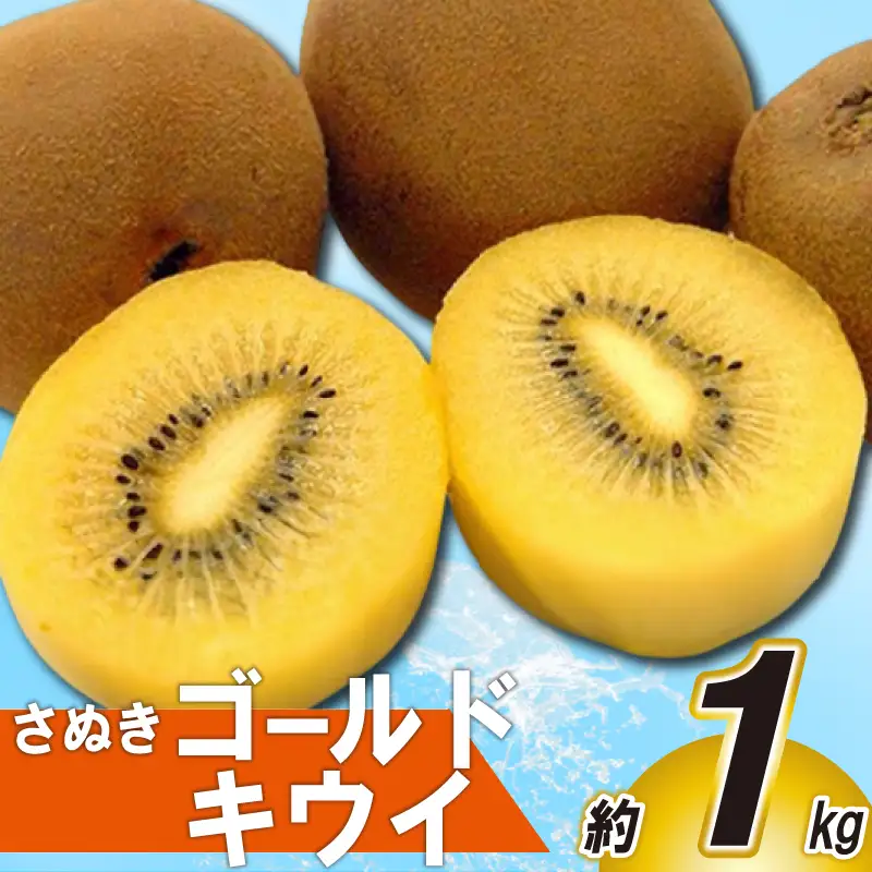 先行予約 さぬきゴールドキウイ 約1kg キウイ 配送：10月下旬～12月中旬