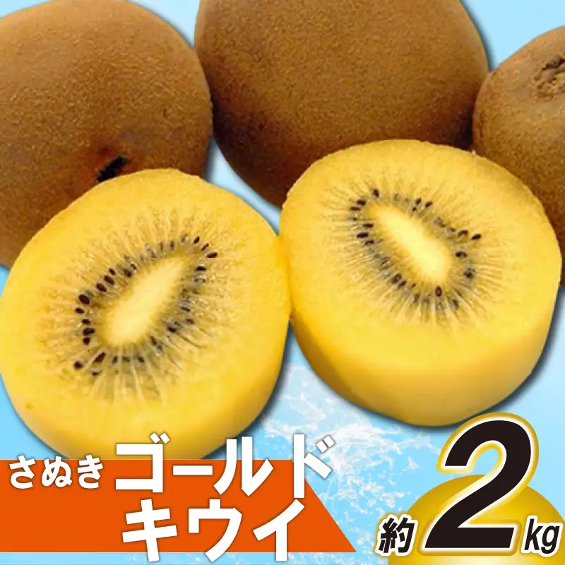 先行予約 さぬきゴールドキウイ 約2kg キウイ 発送：10月下旬～12月中旬 