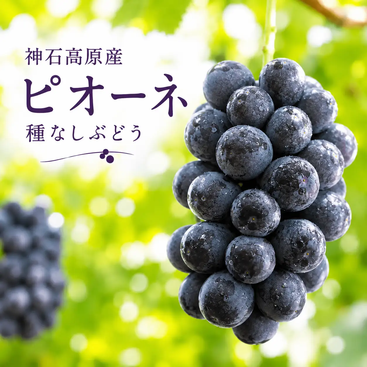 【2026年先行予約】ピオーネ 種なしぶどう 約2kg 常温配送《9月後半-10月前半頃出荷》昼夜の寒暖差が育てた濃厚な甘み｜ 株式会社 神石高原ティアガルテン 広島県 神石高原町 フルーツ 果物 種なし 青果物