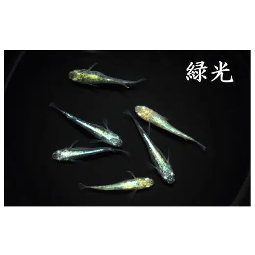 メダカ「緑光」1ペア