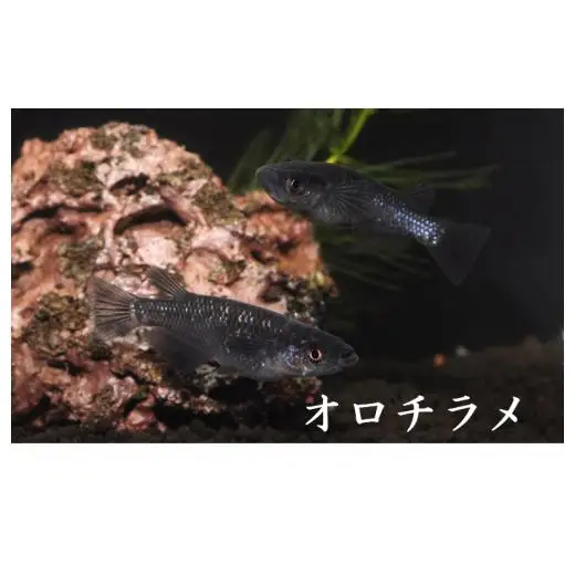 メダカ「オロチラメ」3ペア