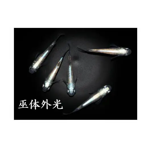 メダカ「巫体外光（かんなぎたいがいこう）」2ペア