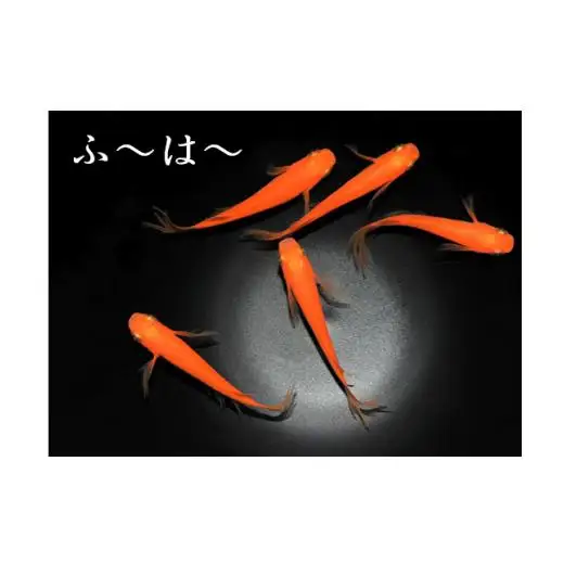 メダカ「ふ～は～」2ペア