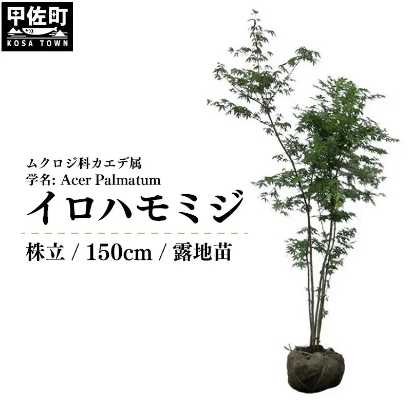 イロハモミジ（伊呂波紅葉）苗木 株立 樹高1.5m前後 露地苗 シンボルツリー 落葉樹 植木 庭木