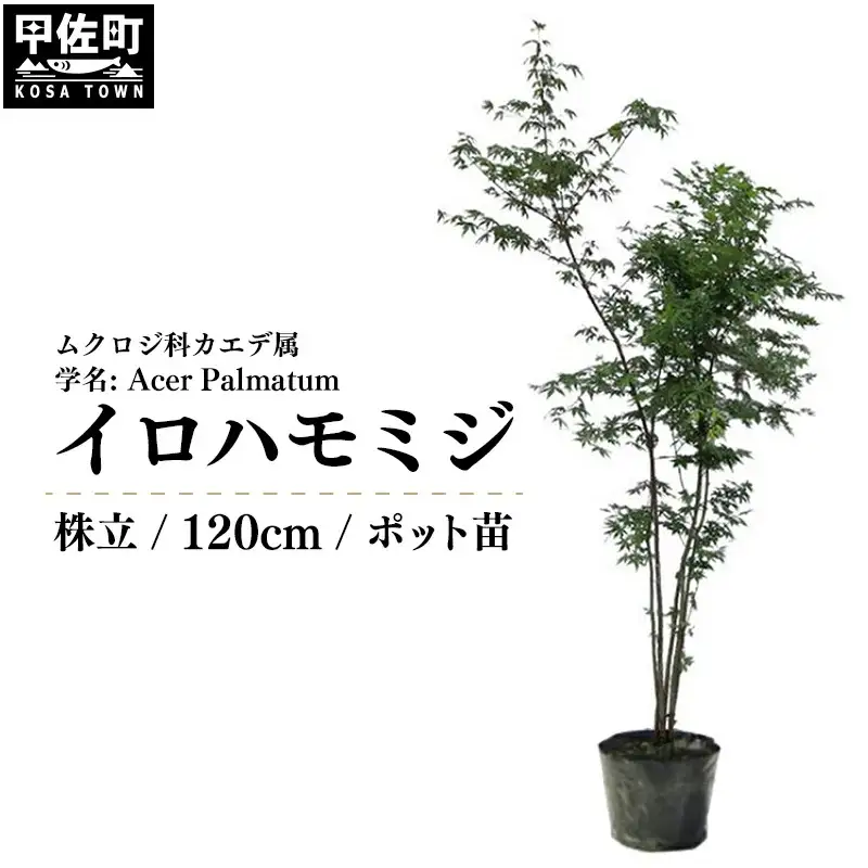 イロハモミジ（伊呂波紅葉）苗木 株立 樹高1.2m前後 ポット苗 シンボルツリー 落葉樹 植木 庭木【価格改定】