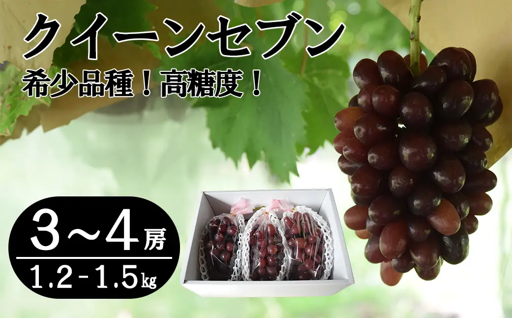 【数量限定】クイーンセブン ３～４房（1.2～1.5kg）