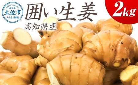 囲生姜 約2kg  高知県土佐市 【JA高知県とさし】 [BQCF007]