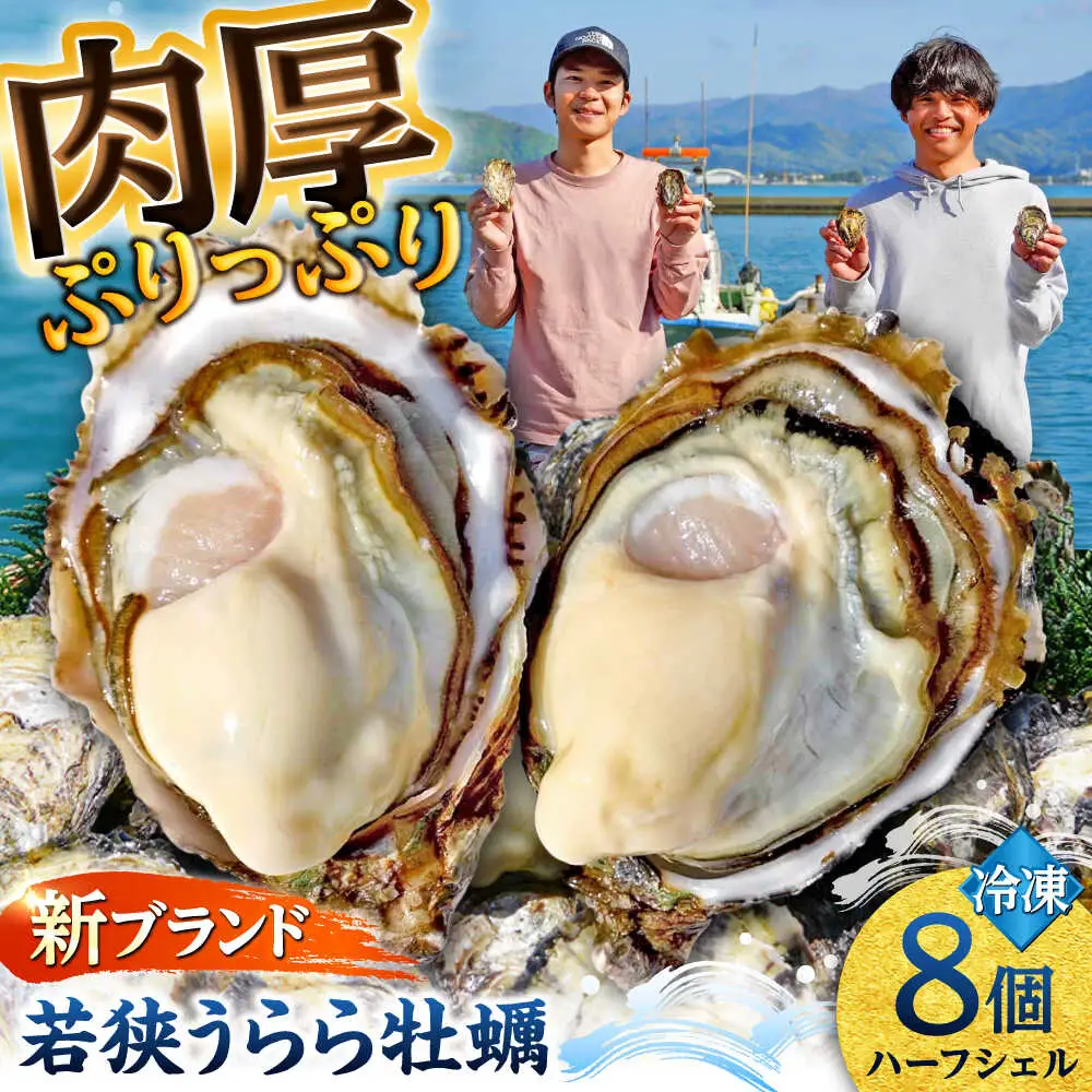 若狭うらら牡蠣 ハーフシェル 8個 生食可 / かき カキ 海鮮 小浜市 / 小浜海産物 【配送不可地域：北海道・沖縄・離島】[BFAA099]