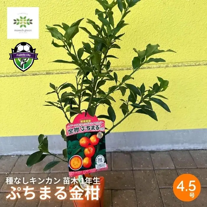 【 先行予約 ：2026年10月発送開始 】 種なしキンカン 苗木 4.5号 苗 家庭菜園