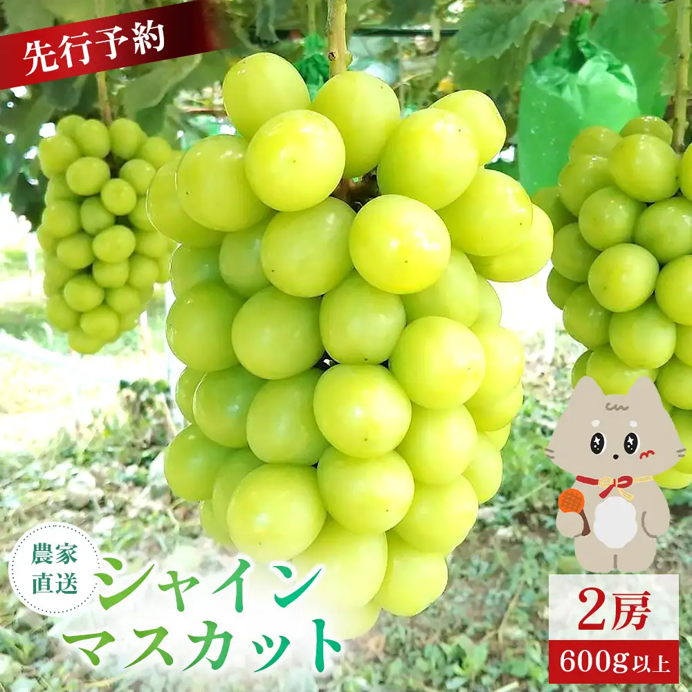 【先行予約】《2026年9月下旬～11月下旬出荷》 宮城県丸森町産 シャインマスカット　2房(1房 600g以上)【4800302】