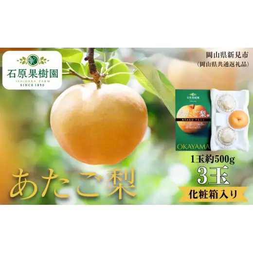 あたご梨 3玉 贈答 化粧箱 赤秀 約500g玉【先行予約 2026年11月中旬から順次発送】