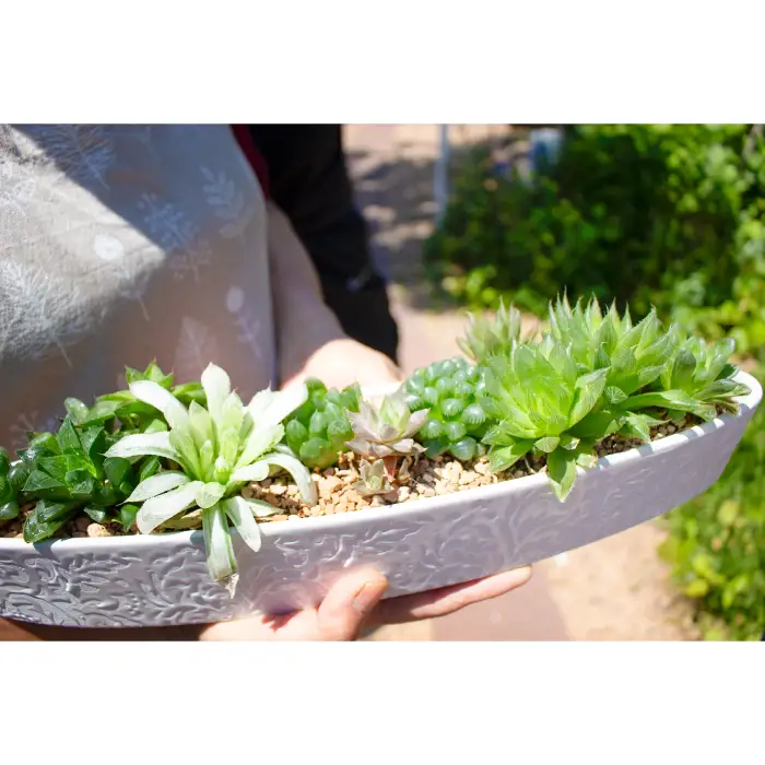 ハオルチアの寄せ植え【多肉植物 植物 グリーン よせうえ 観葉植物 手植え 癒し インテリア ナチュラル かわいい 自然 プレゼント ギフト 贈り物】