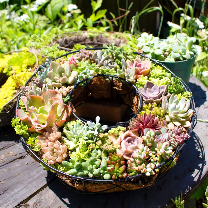 多肉植物のリース型寄せ植え【多肉植物 植物 グリーン おすすめ 約30種 よせうえ 観葉植物 手植え 癒し インテリア ナチュラル かわいい 自然 プレゼント ギフト 贈り物】