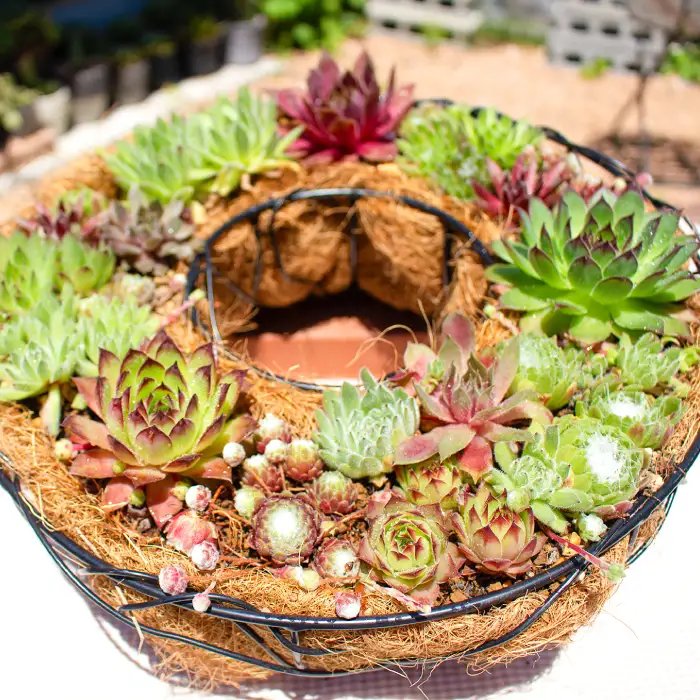 センペルビウムのリース型寄せ植え【多肉植物 植物 グリーン おすすめ よせうえ 観葉植物 手植え 癒し インテリア ナチュラル かわいい 自然 プレゼント ギフト 贈り物】