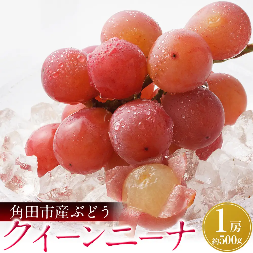 【先行予約】角田市産ぶどう【クイーンニーナ】1房（約500g）【2026年9月末より順次発送】