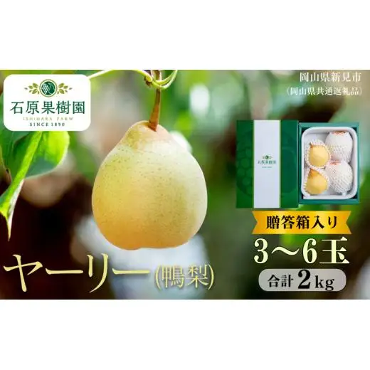 ヤーリー (鴨梨)  2kg 贈答箱 赤秀 3～6玉【先行予約 2026年11月中旬から順次発送】