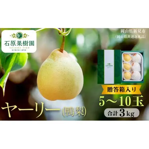ヤーリー 3kg 贈答箱 赤秀5～10玉 【先行予約 2026年11月中旬から順次発送】